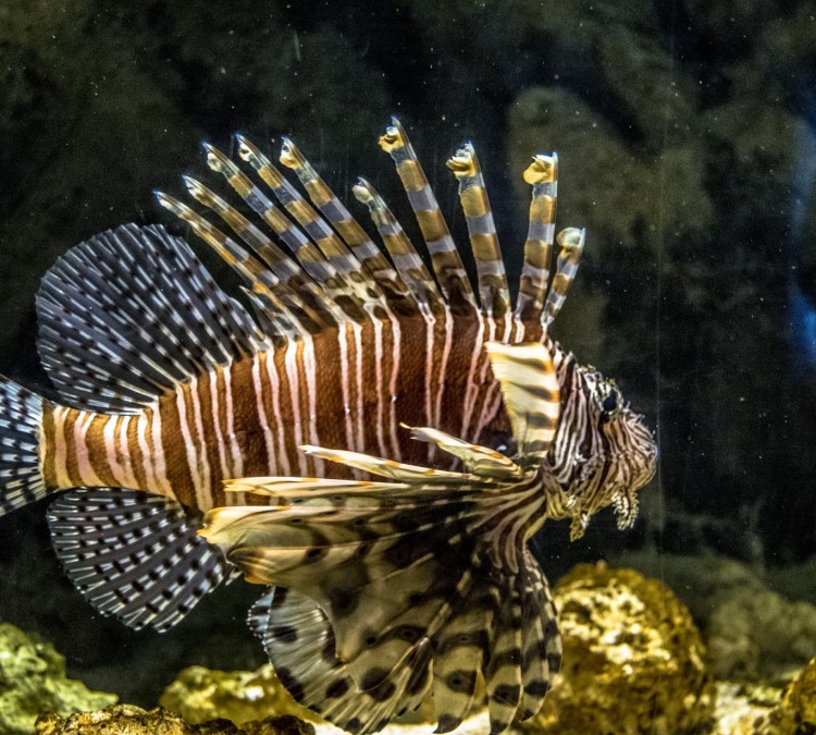 newport-aquarium-photo